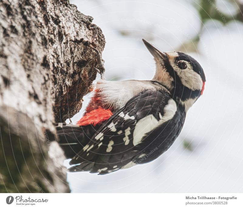 Buntspecht am Baumstamm Dendrocopos major Specht Tiergesicht Auge Schnabel Kopf Flügel Krallen gefiedert Feder Vogel Wildtier hängen Blick Tierporträt Natur