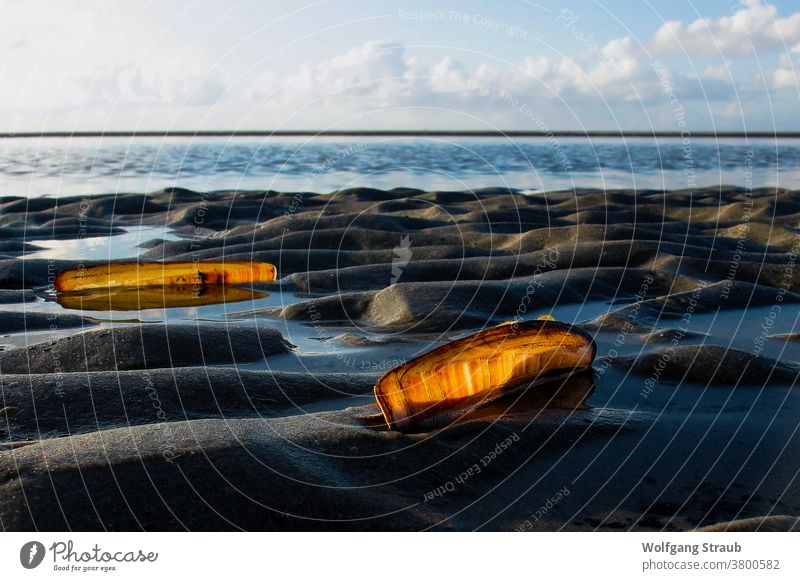 Muscheln im Gegenlicht im Wattenmeer Nordsee Sandbank St. Peter-Ording Rippeln orange Pfahlmuscheln Urlaub Außenaufnahme Wasser Strand Küste Meer