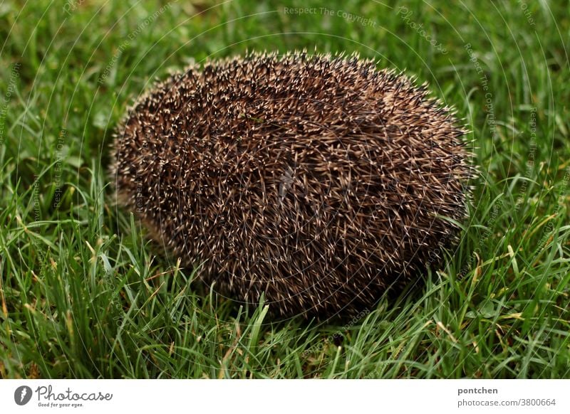 Ein igel sitzt zusammengerollt auf einer wiese, sodass man nur die Stacheln sieht natürlich braun Säugetier Gras grün Herbst niedlich Wiese stachelig Natur Tier