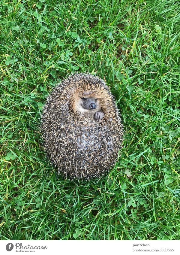 Ein Igel liegt schlafend auf dem Rücken im Gras Wildtier liegen Stacheln Tier Natur stachelig Wiese niedlich Herbst grün Säugetier braun natürlich Schnauze