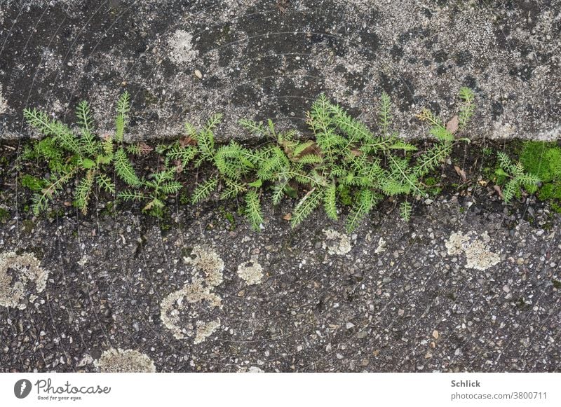 Zartes Grün erscheint nach langer Trockenheit zwischen Beton und Asphalt Nahaufnahme in Vogelperspektive Pflanzen fein zart Flechten Moor Blätter Spalt