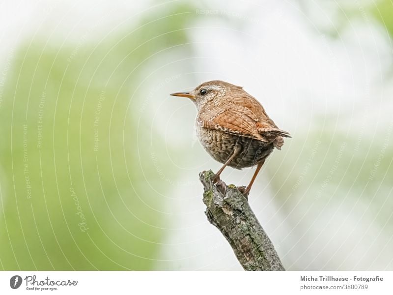 Zaunkönig schaut sich um Troglodytes troglodytes Tiergesicht Kopf Schnabel Auge Flügel Feder gefiedert Krallen Vogel Wildtier Natur Schönes Wetter Sonnenlicht