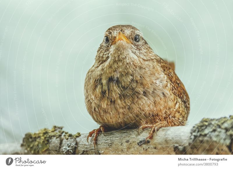 Zaunkönig Porträt Troglodytes troglodytes Tiergesicht Kopf Auge Feder gefiedert Schnabel Flügel Krallen Vogel Wildtier Baum Ast beobachten nah niedlich klein