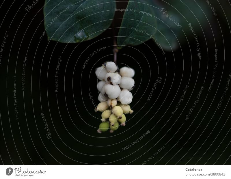 Im Herbst reifen die weißen Früchte der Schneebeere Flora Pflanze Strauch Blatt Grün Gelb Weiß Schwarz giftig Garten natürlich Natur