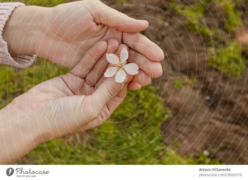 Mandelbäume in Blüte mit der Ankunft des Frühlings abstrakt Ackerbau April Hintergrund schön Schönheit Blütezeit Überstrahlung Blühend Botanik Ast Blütenknospen