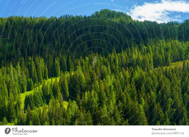 Berglandschaft entlang der Straße zur Forcella Staulanza in Selva di Cadore, Dolomiten Belluno Civetta Europa Italien Pelmo Pescul unesco Veneto Farbe Tag Wald