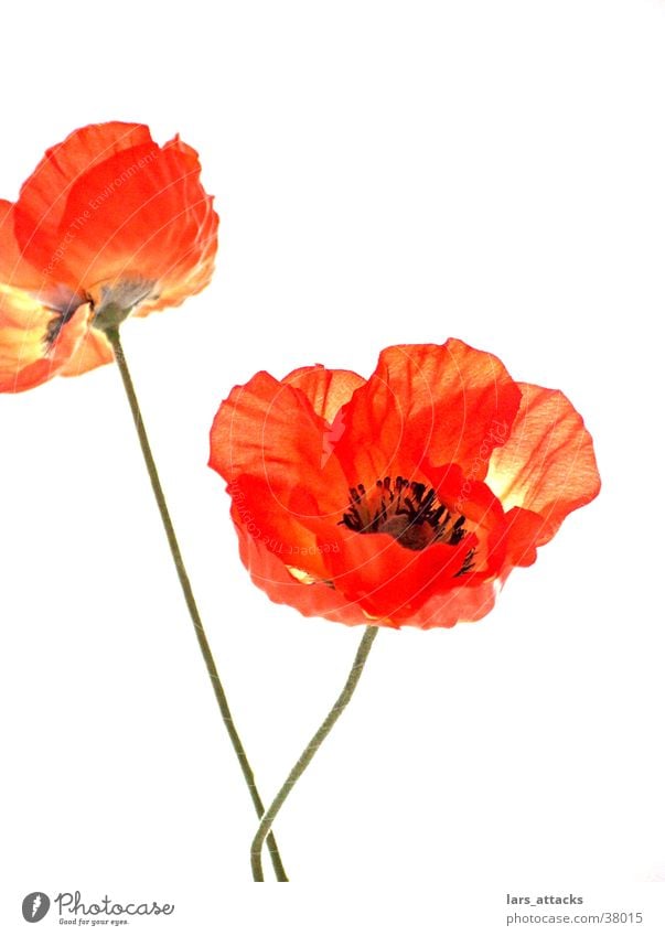 Kunstmohn Blume Mohn orange Stillleben Makroaufnahme Kunstblume künstlich Natur Freisteller tiefgründig Schwäche Dekoration & Verzierung Planze Anschnitt