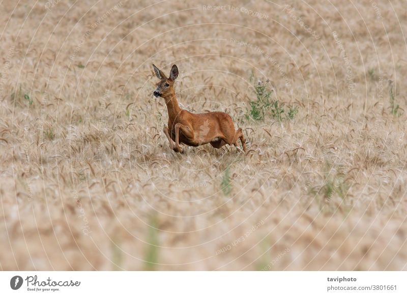 Rehwild im Weizenfeld Hirschkuh Frau Säugetier Kapreolus Rogen Hirsche Fauna schön Europäer Tierwelt braun Feld Jagd im Freien Wildnis Ackerbau natürlich