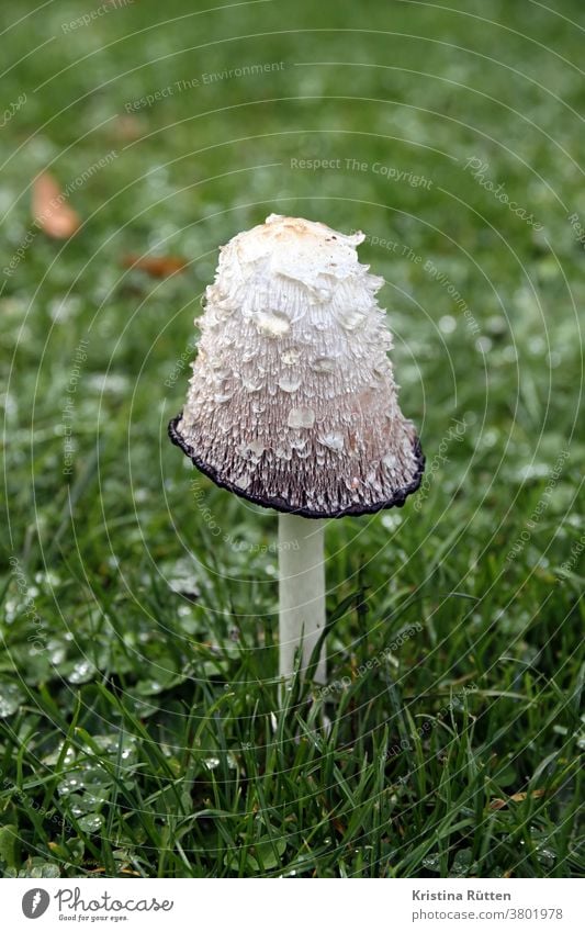 spargelpilz im gras schopftintling schopf-tintling tintenpilz speisepilz essbar Coprinus Comatus wiese draußen natur natürlich wild wachsen park garten wald