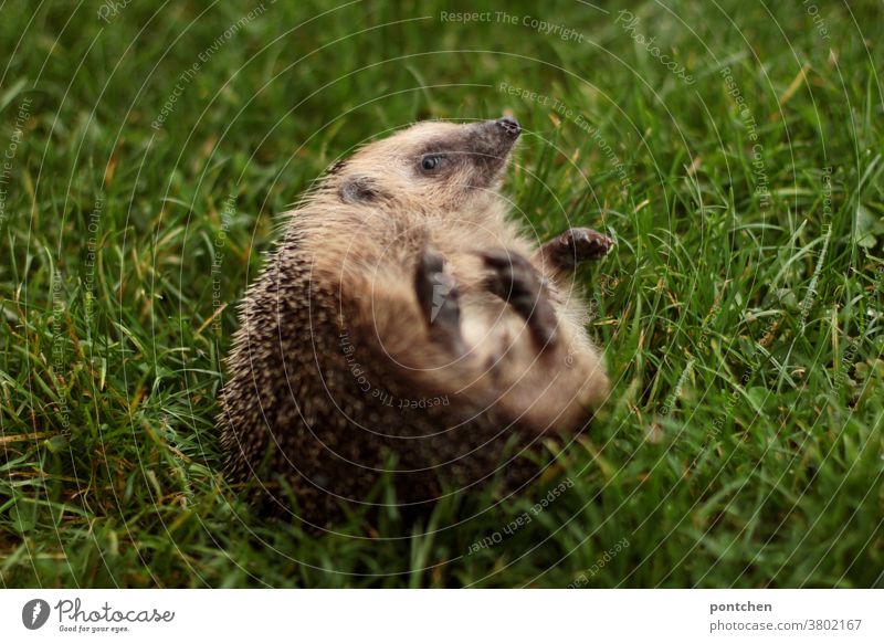 Ein Igel liegt auf dem Rücken im gras wildtier strampeln liegen wiese Gras süß rücken hilfsbedürftig stacheln Tier niedlich Säugetier braun klein Herbst