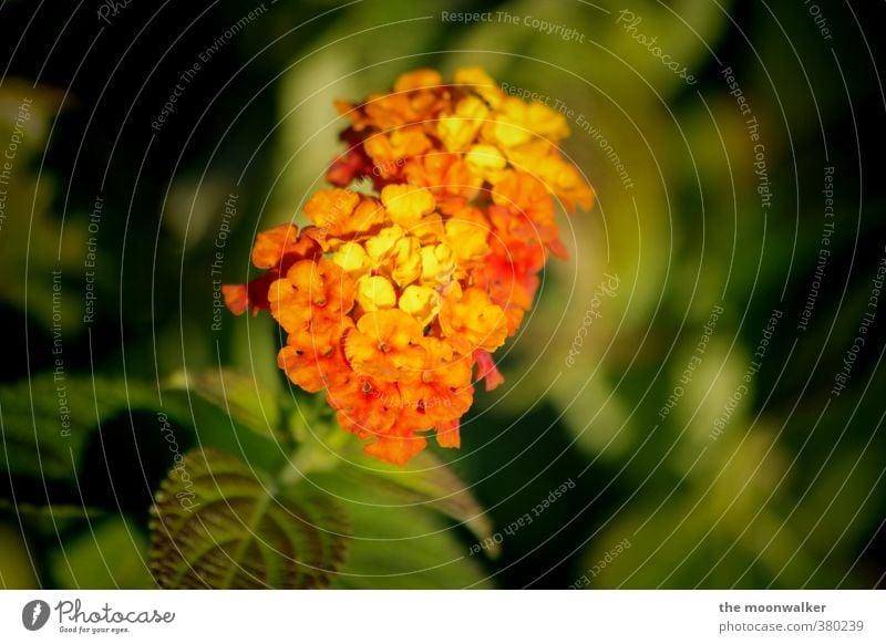 blütenpracht Natur Pflanze Blume Blatt Blüte Grünpflanze Garten gelb grün orange rot Warmherzigkeit schön Farbfoto mehrfarbig Außenaufnahme Nahaufnahme