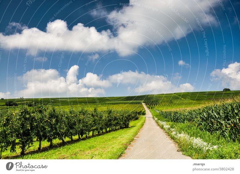 Sommer im Kaiserstuhl Wein Schönes Wetter Natur Landschaft Himmel Wolken Ziel Zukunft Erholung Nutzpflanze Ausflug Wege & Pfade Straße Weinbau Weingut