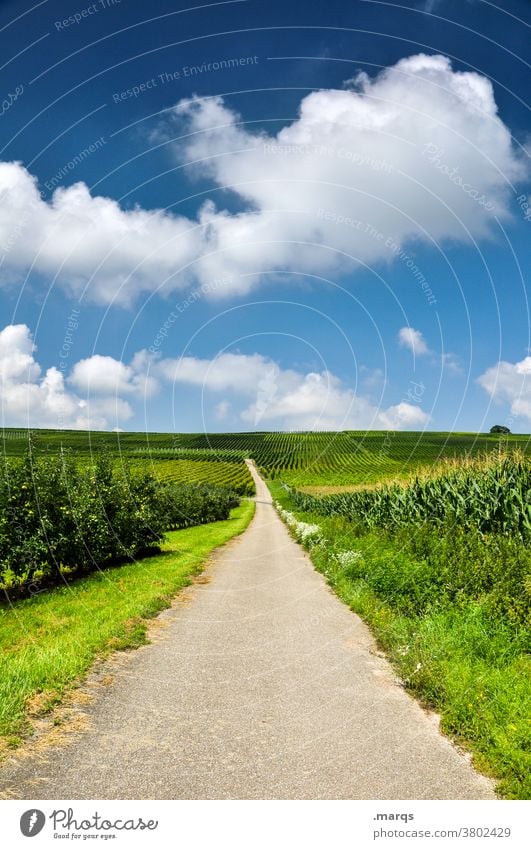 Landweg Kaiserstuhl Sommer Natur Landschaft Himmel Wolken Schönes Wetter Wein Ziel Zukunft Tourismus Feld Nutzpflanze Weinbau Wege & Pfade Straße Ausflug