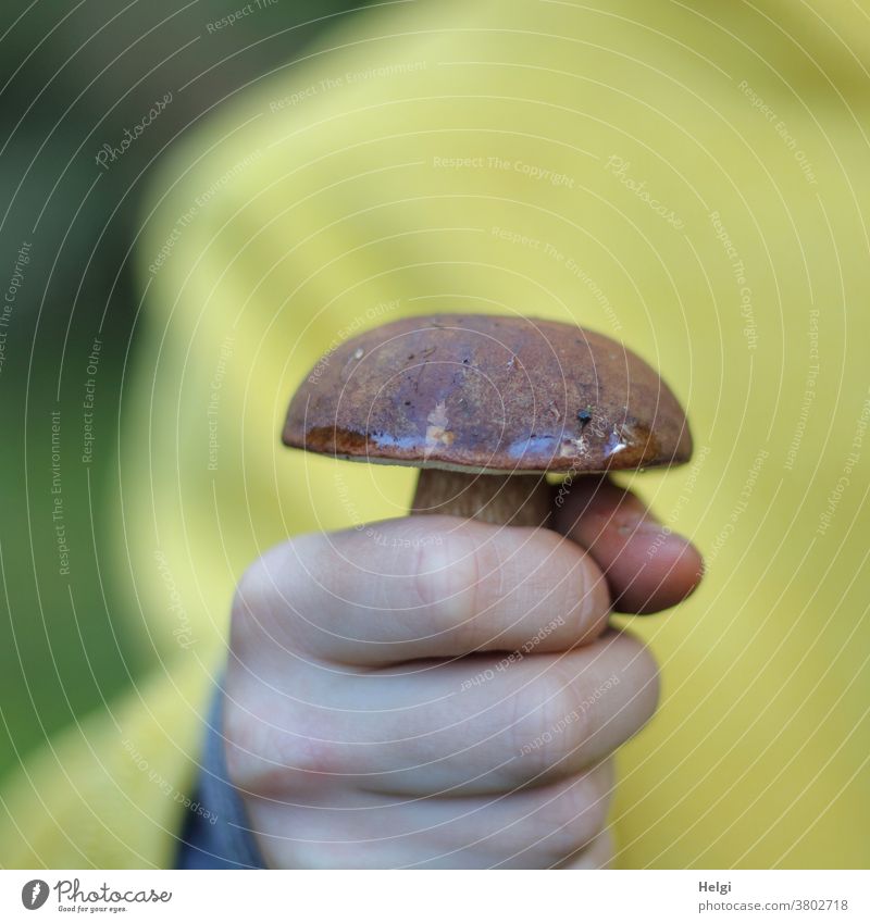 Pilz gefunden - Kind in gelber Jacke hält einen Maronenröhrling in der Hand Speisepilz essbar lecker Finger festhalten Nahaufnahme Farbfoto Außenaufnahme Herbst