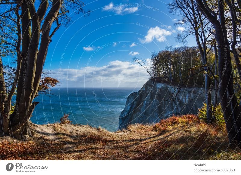 Kreidefelsen an der Ostseeküste auf der Insel Moen in Dänemark Küste Meer Mons Klint Herbst Møn Mön Landschaft Natur Steine Felsen Strand Bäume Steilküste