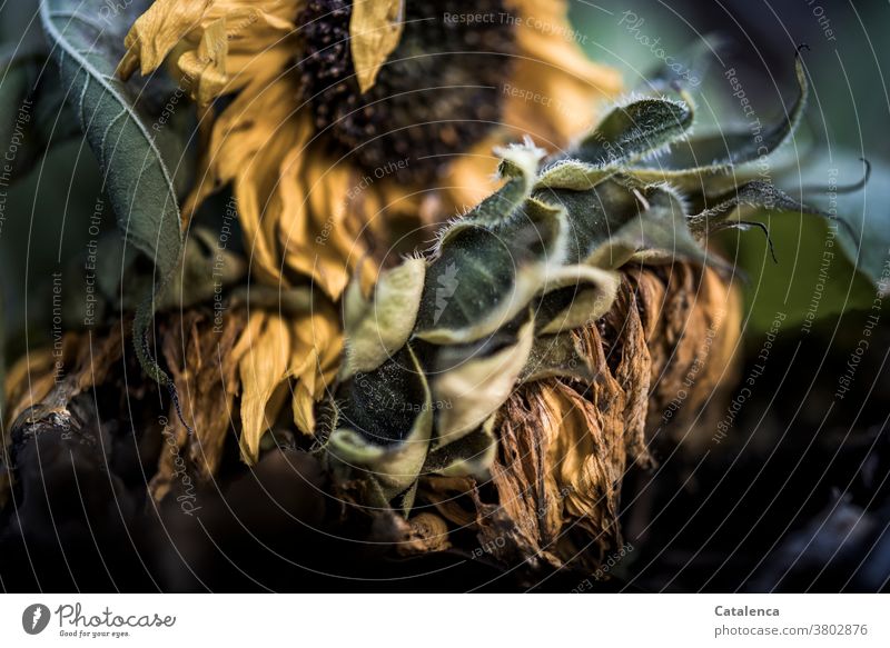 Verwelkende Sonnenblumen Grün Herbst wachsen Blätter Pflanze Flora Natur Blatt verwelken Blüte Wandel und Veränderung Vergänglichkeit Garten Braun Gelb