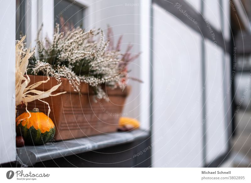 Kürbis und Heidekraut auf der Fensterbank eines Fachwerkhauses Halloween orange Herbst Lebensmittel Gemüse Oktober Erntedankfest Kürbisgewächse Fensterbrett