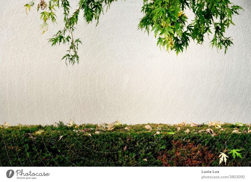 Herbst, wie er schöner nicht sein könnte: Ahornblätter fallen aus einem überhängenden großen Ast auf eine akkurat geschnittene grüne Hecke Ahornblatt