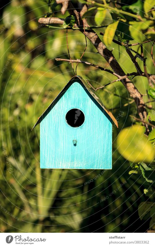 Aquablaues Metall-Vogelhaus hängt an einem Zitronenbaum Futterhäuschen blaues Vogelhaus Haus aqua Baum farbenfroh tropisch Natur Wartehäuschen Tierwelt