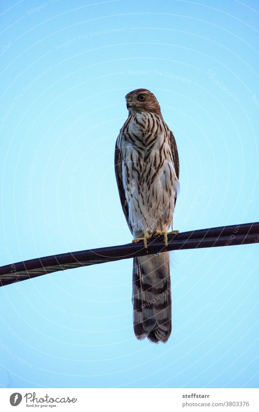 Junger leichter Morph Rotschwanzbussard Buteo jamaicensis sitzt auf einem Draht Vogel Bussard Raptor Greifvogel jugendlich Jagd Vogel auf einem Draht Raubtier