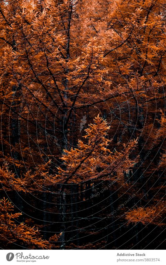 Bunte dichte herbstliche Waldlandschaft Herbst farbenfroh Baum nadelhaltig fallen Wälder Waldgebiet Saison Natur Laubwerk Umwelt Landschaft Hintergrund