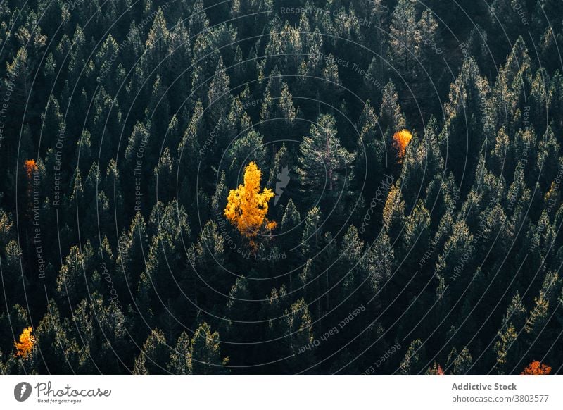 Bunte dichte herbstliche Waldlandschaft Herbst farbenfroh Baum nadelhaltig fallen Wälder Waldgebiet Saison Natur Laubwerk Umwelt Landschaft Hintergrund