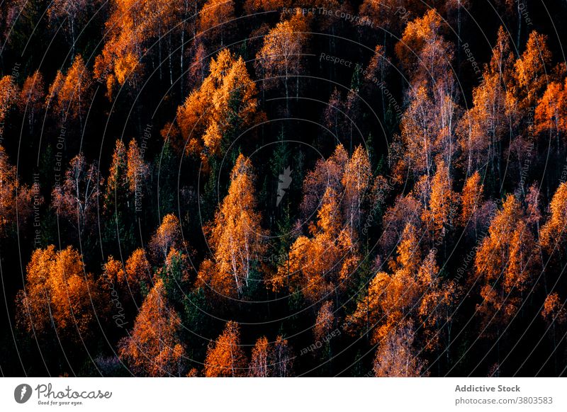 Bunte dichte herbstliche Waldlandschaft Herbst farbenfroh Baum nadelhaltig fallen Wälder Waldgebiet Saison Natur Laubwerk Umwelt Landschaft Hintergrund