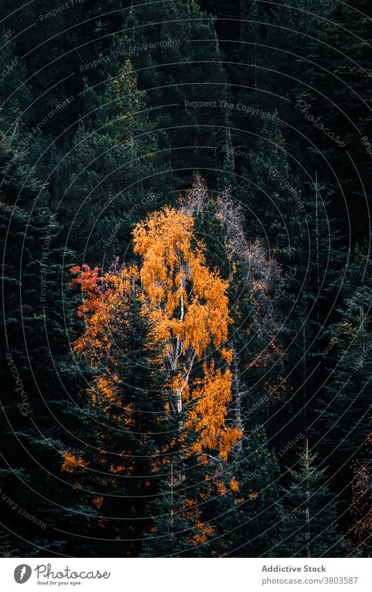 Bunte dichte herbstliche Waldlandschaft Herbst farbenfroh Baum nadelhaltig fallen Wälder Waldgebiet Saison Natur Laubwerk Umwelt Landschaft Hintergrund