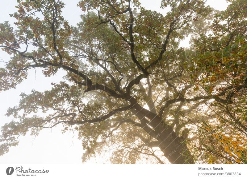 Alte Eiche, alte Eiche baum gegenlicht herbst Morgennebel Nebel Sonne bizarr Korkenzieher Farbig gelb grell knorrig morgenlicht morgensonne morgenstimmung