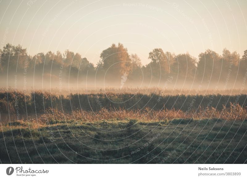 Ort, an dem ich am goldenen Morgen lebe heimwärts Landschaft Wiese Fluss Buchse Wald Baum Bäume Gras Nebel grün Saison Natur schön natürlich Hintergrund Umwelt