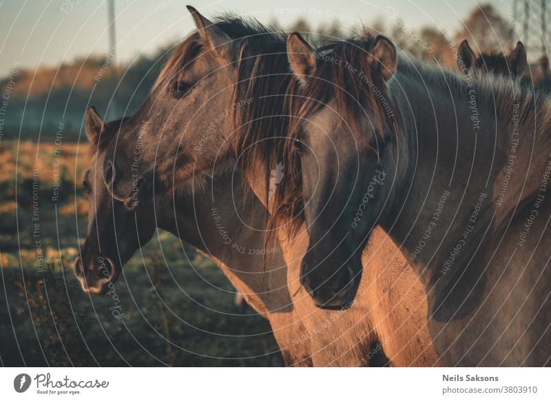 drei Wildpferde posieren Pferde Tier wild Außenaufnahme Farbfoto Wildtier Tag Säugetier Ponys Landschaft Freiheit Tourismus Wiese Grasland Sonnenaufgang Morgen