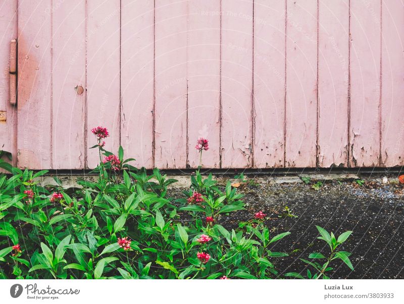 Rosa Ton in Ton: ein Bodendecker mit leuchtenden kleinen Blüten breitet sich vor einem Garagentor aus Fetthenne hohe Fetthenne rosa Tor alt abblätternd Farbe