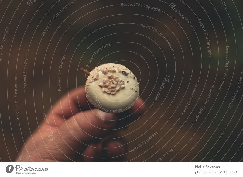 Hand mit einem Pilz falsche Todeskappe giftig amanita citrina gefährlich schön weiß Zitronen-Amanita Beteiligung Fliegenpilz Gift Herbst Natur Pflanze Farbfoto