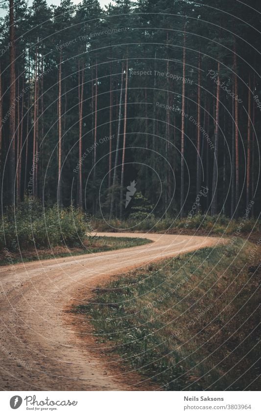 einsame kurvenreiche Landstraße in Nadelwäldern Rüssel Moos Wald Außenaufnahme Landschaft Farbfoto Tag Baum Menschenleer Umwelt Natur Pflanze grün Licht