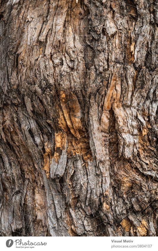 Textur der Rinde von Styphnolobium japonicum, allgemein bekannt als Pagodenbaum Kofferraum Baum Hintergrund Oberfläche Flora alt Natur Holz gealtert Botanik