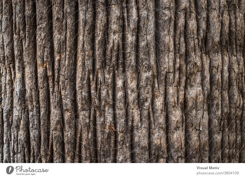 Rindentextur des breiten Stammes einer kalifornischen Fächerpalme Textur Kofferraum Handfläche Baum Hintergrund Oberfläche Flora alt Natur Holz gealtert Botanik