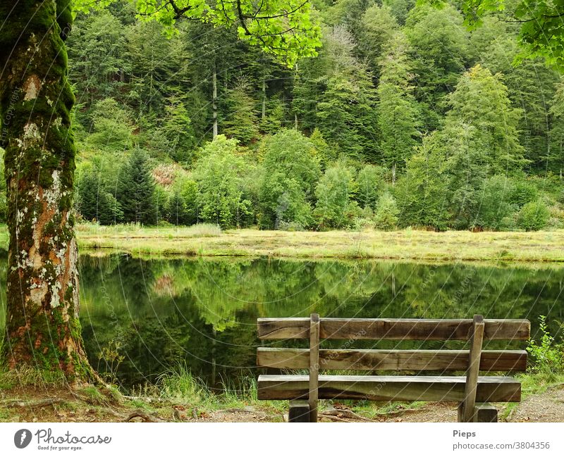 Am Weiher (2) Einsamkeit Ruhe Bank Wasseroberfläche Spiegelung im Wasser Waldrand stille Schwarzwald Naturschutzgebiet Erholungsgebiet Pause Baumstamm grün