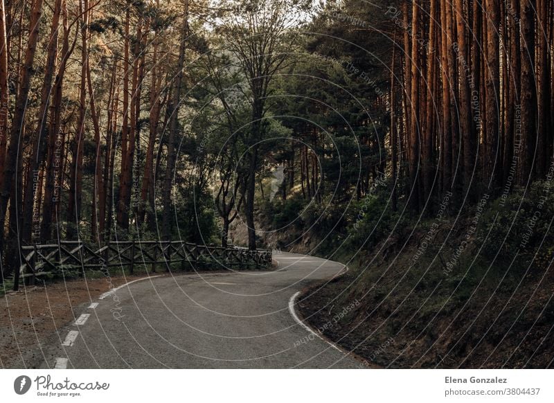 Straße zwischen Kiefern in den Bergen im Norden Spaniens Autobahn Wald Himmel Asphalt Landschaft Baum Natur reisend Berge u. Gebirge Bäume grün Bäuerin