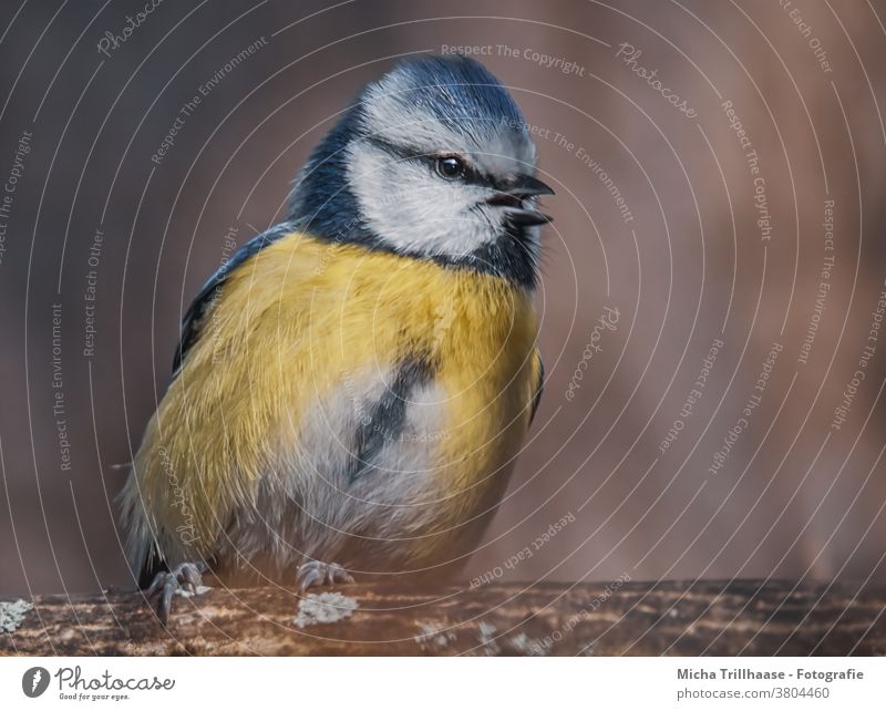 Singende Blaumeise Cyanistes caeruleus Meisen Tiergesicht Kopf Auge Schnabel gefiedert Flügel Feder Krallen Vogel Wildtier Gesang singen zwitschern Tierporträt