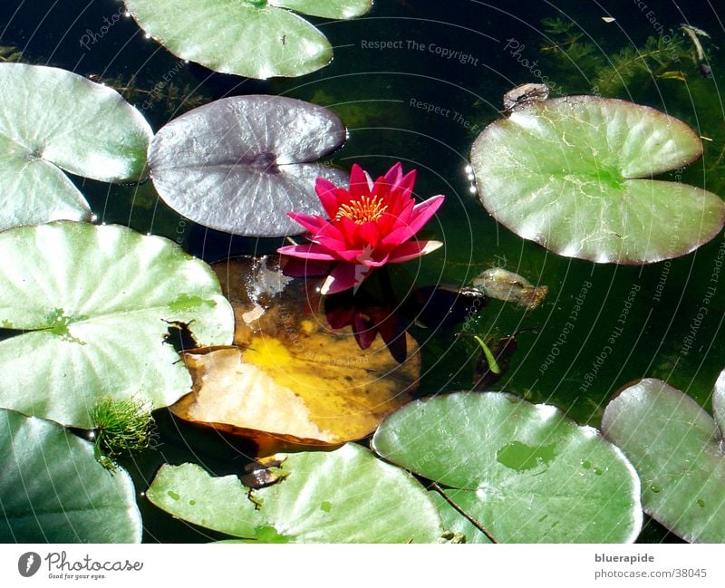 Seerose im Licht Rose Seerosen Blatt Teich grün Tümpel. Licht Frosch