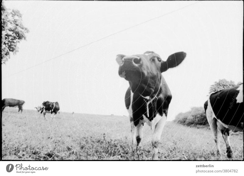 Kuh kuh tier nutztier weide wiese landwirtschaft viehwirtschaft bauer bauernhof herde kuhherde tierzucht froschperspektive ökologisch tierwohl bio