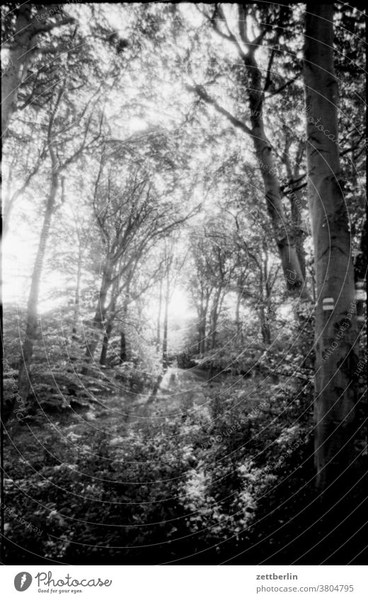 Wald wald dschungel dickicht natur licht sonne sonnenstrahlen lichtdurchflutet baum ast zweig blatt laubbaum laubwald idyll traum märchenwald