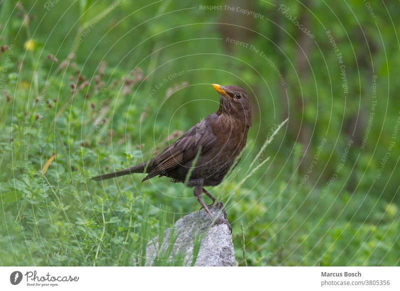 Amsel, Turdus merula, Gewöhnliche Amsel Gemeine Amsel Drossel Drosseln Gras Schwarzdrossel Singvogel Singvoegel Singvögel Sommer Stufe Tiere Turdidae