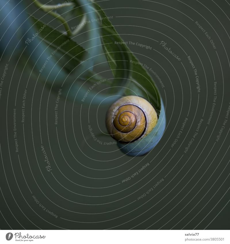 Geborgenheit Schneckenhaus Natur Blatt Schutz rund Spirale getragen gerollt Blätter Weide Nahaufnahme Formen und Strukturen Hintergrund neutral Pflanze