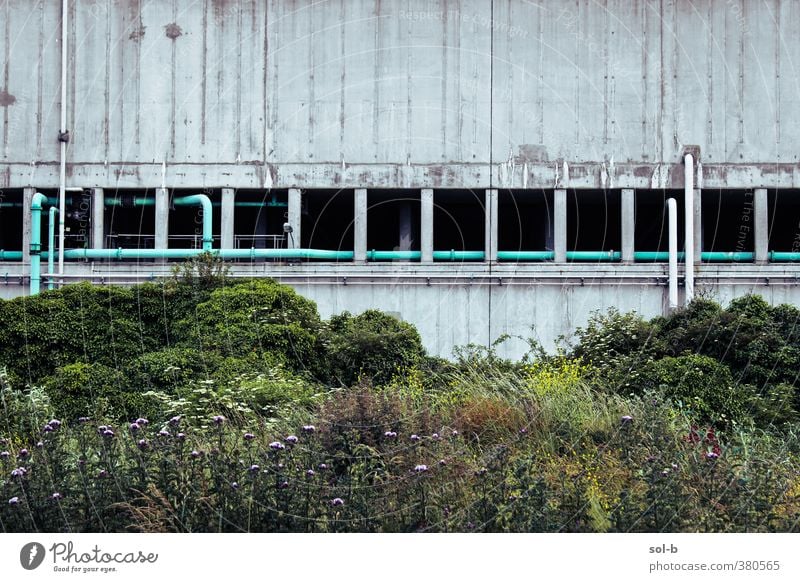 dport | Werk Arbeit & Erwerbstätigkeit Arbeitsplatz Fabrik Industrie Natur Pflanze Sträucher Wildpflanze Industrieanlage Architektur Mauer Wand alt ästhetisch