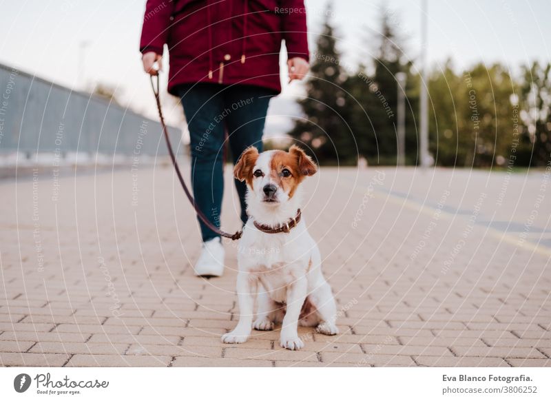 Frau in der Stadt beim Spaziergang mit ihrem entzückenden Jack-Russell-Hund. Lebensstil im Freien allergisch Herbst Pflege Kaukasier Großstadt Textfreiraum