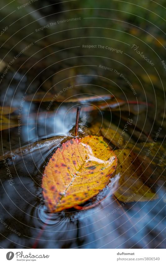 Herbstblatt im Wasser Laub verwelkt orange Hintergrund herabfallen herbstlich Herbstlaub Herbstfärbung Natur Blatt Herbstwald Farbfoto Pflanze Herbstbeginn