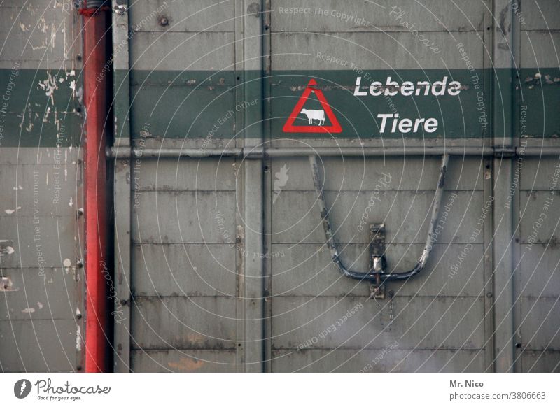 Tiertransport Lebende Tiere lkw Transporter Lastwagen Güterverkehr & Logistik Anhänger Ladung Spedition Fracht Handel Viehtransport Viehzucht Warnschild