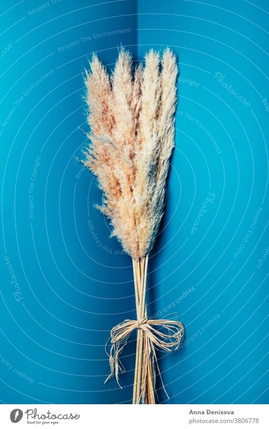 Getrocknetes Pampas-Gras Pampamgras Requisiten Schilfhalm Trockenblumen geblümt Ordnung Blumenstrauß Pflanze getrocknet Design natürlich Natur