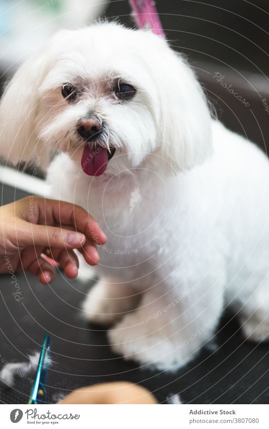 Adorable Malteser Hund in der Nähe von Ernte Friseur mit Schere im Salon maltesisch ausspannen Schönheit fluffig Eckzahn Haustier ruhen Pflege Tisch